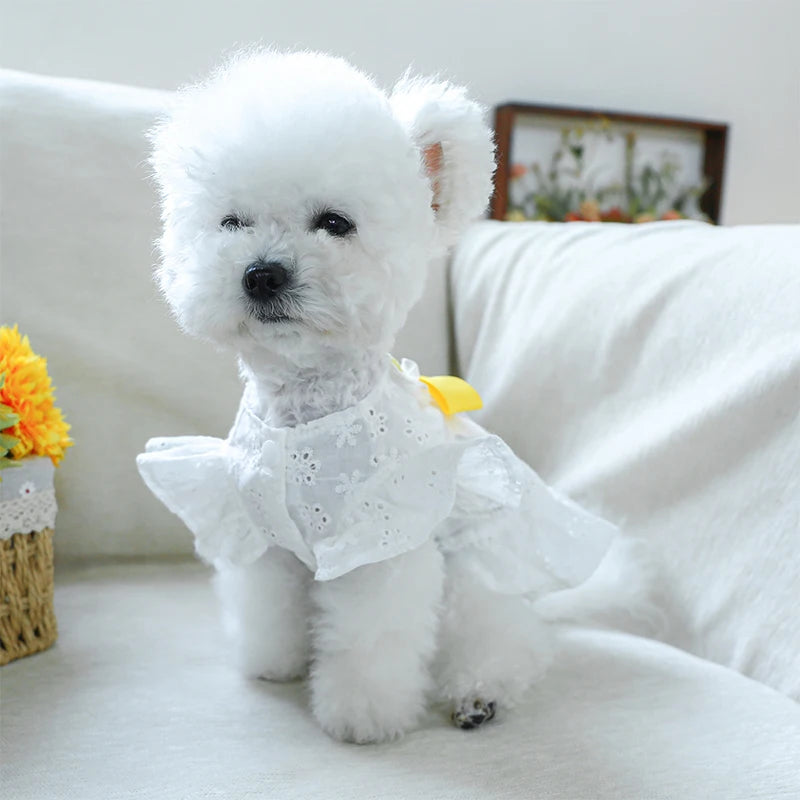 Spring Summer Dresses with White Floral Eyelets, Small and Medium Girl Dogs, Photography Outfits