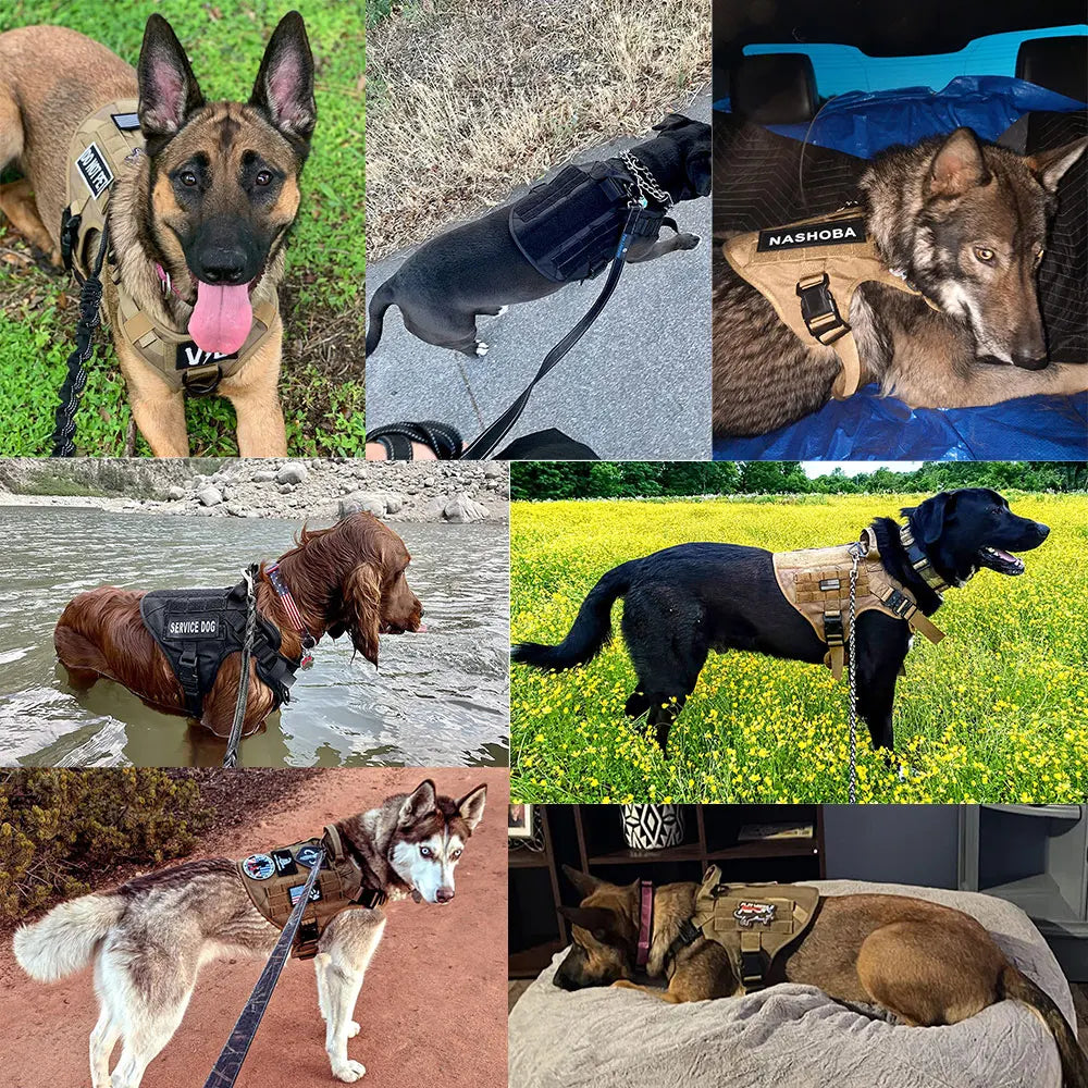 Large Dog Harness and Leash Set, Training Walking Vest Dog Harness and Collar for Medium/Large Dogs
