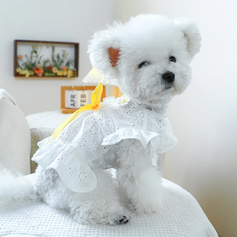 Spring Summer Dresses with White Floral Eyelets, Small and Medium Girl Dogs, Photography Outfits
