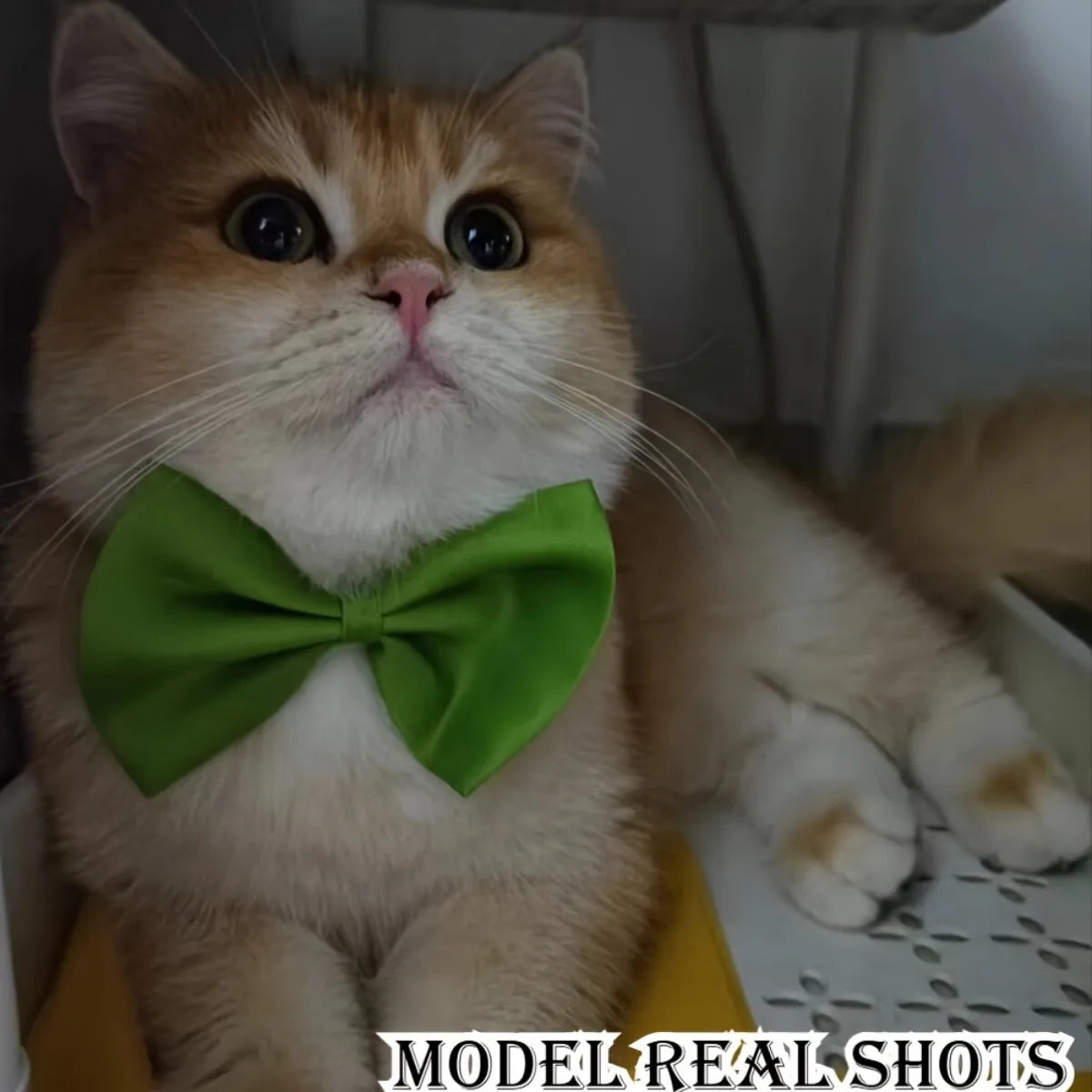 10Pcs 2026 Latest Pet Collar Set with Colorful Bow Decor, Adjustable & Machine Washable
